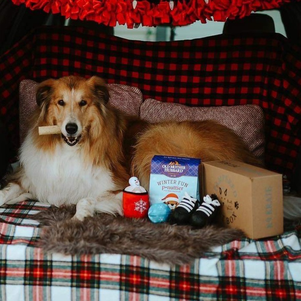 Pampered Pet Box - Winter Fun Themed Dog Toys and Bandana